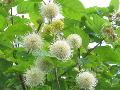 Buttonbush / Cephalanthus occidentalis